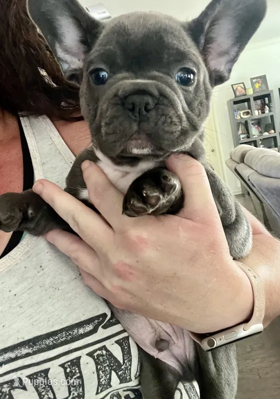 Blue  – French Bulldog puppy for sale in Gardendale, AL