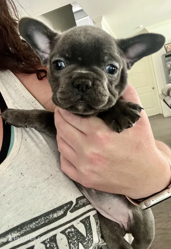 Blue  – French Bulldog puppy for sale in Gardendale, AL