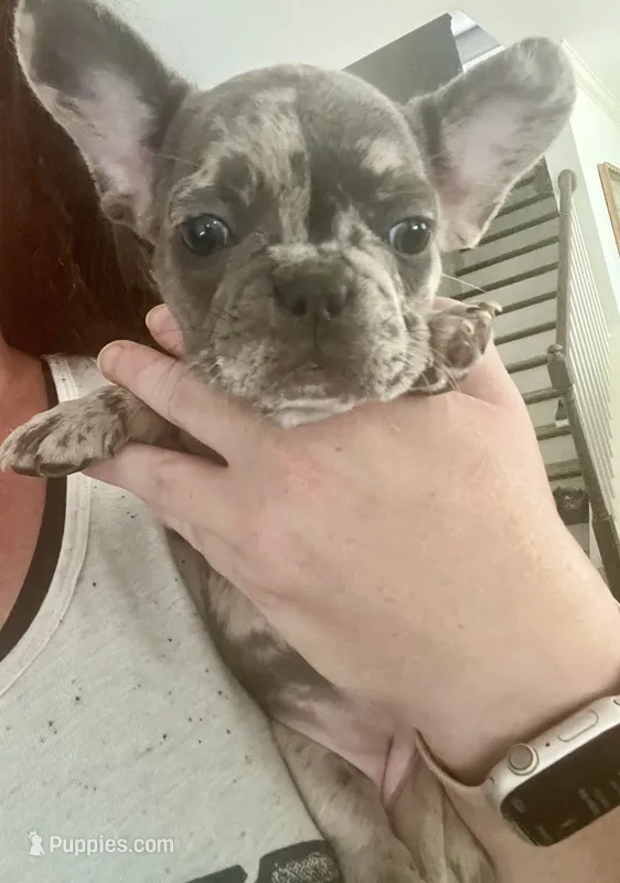 Blue Merle  – French Bulldog puppy for sale in Gardendale, AL