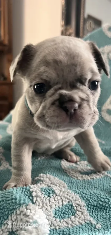 Blue fawn Merle  – French Bulldog puppy for sale in Gardendale, AL