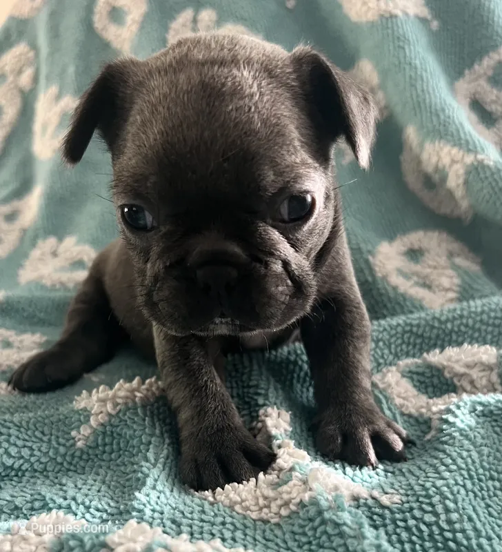 Blue – French Bulldog puppy for sale in Gardendale, AL