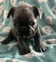 Blue, a female French Bulldog for sale in Gardendale, AL – 1 of 1