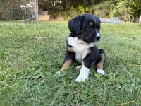  David Pastrnak "pasta", a male Bernese Mountain Dog for sale in Lisbon Falls, ME – 3 of 3