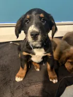 Swayman, a male Bernese Mountain Dog for sale in Lisbon Falls, ME – 1 of 1