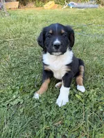  David Pastrnak "pasta", a male Bernese Mountain Dog for sale in Lisbon Falls, ME – 2 of 3
