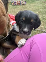 Patrice Bergeron , a male Bernese Mountain Dog and Cocker Spaniel for sale in Lisbon Falls, ME – 1 of 3