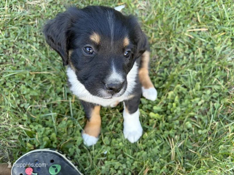  David Pastrnak "pasta" – Bernese Mountain Dog puppy for sale in Lisbon Falls, ME