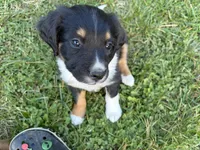  David Pastrnak "pasta", a male Bernese Mountain Dog for sale in Lisbon Falls, ME – 1 of 3