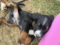 Patrice Bergeron , a male Bernese Mountain Dog and Cocker Spaniel for sale in Lisbon Falls, ME – 2 of 3