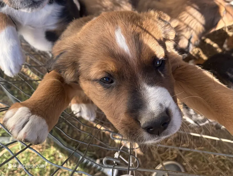Bobby Orr – Bernese Mountain Dog puppy for sale in Lisbon Falls, ME