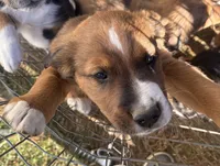Bobby Orr, a male Bernese Mountain Dog for sale in Lisbon Falls, ME – 1 of 1