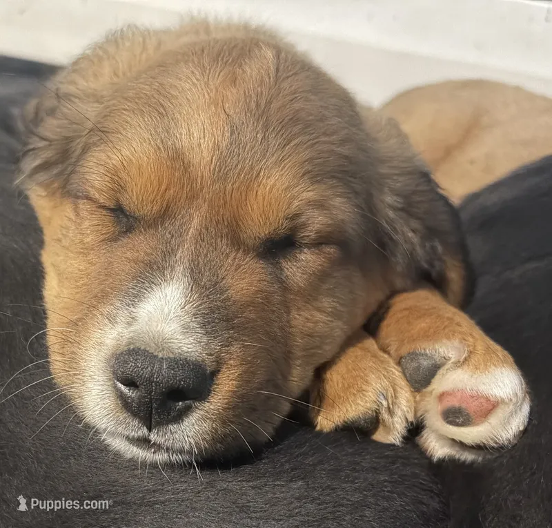 Brad Marchand – Bernese Mountain Dog puppy for sale in Lisbon Falls, ME