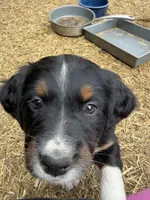 Patrice Bergeron , a male Bernese Mountain Dog and Cocker Spaniel for sale in Lisbon Falls, ME – 3 of 3
