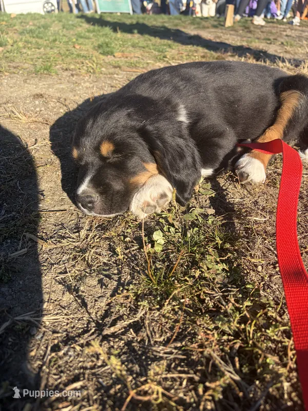 Charlie Mcavoy – Bernese Mountain Dog puppy for sale in Lisbon Falls, ME
