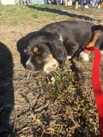 Charlie Mcavoy, a male Bernese Mountain Dog for sale in Lisbon Falls, ME – 1 of 1