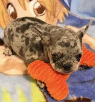 Sofie, a female French Bulldog for sale in Lake City, FL – 4 of 6