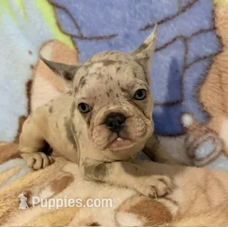 Tally – French Bulldog puppy for sale in Lake City, FL