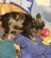 Bella, a female French Bulldog for sale in Lake City, FL – 4 of 6