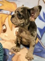 Bella, a female French Bulldog for sale in Lake City, FL – 1 of 6