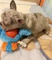 Tally, a female French Bulldog for sale in Lake City, FL – 3 of 6