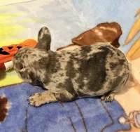 Sofie, a female French Bulldog for sale in Lake City, FL – 6 of 6