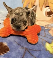 Sofie, a female French Bulldog for sale in Lake City, FL – 1 of 6