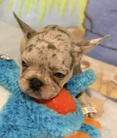 Tally, a female French Bulldog for sale in Lake City, FL – 4 of 6