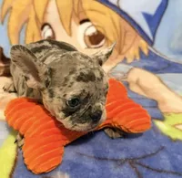 Sofie, a female French Bulldog for sale in Lake City, FL – 3 of 6