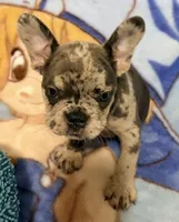 Bella, a female French Bulldog for sale in Lake City, FL – 2 of 6