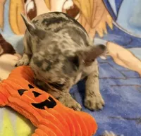Sofie, a female French Bulldog for sale in Lake City, FL – 5 of 6