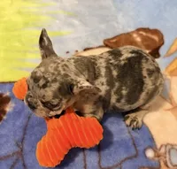 Sofie, a female French Bulldog for sale in Lake City, FL – 2 of 6