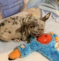 Tally, a female French Bulldog for sale in Lake City, FL – 6 of 6