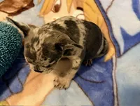 Bella, a female French Bulldog for sale in Lake City, FL – 6 of 6