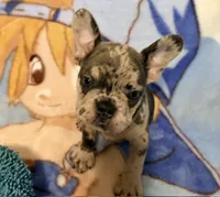 Bella, a female French Bulldog for sale in Lake City, FL – 3 of 6