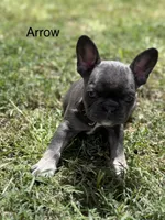 Arrow, a female French Bulldog for sale in Adelanto, CA – Photo 2 of 2