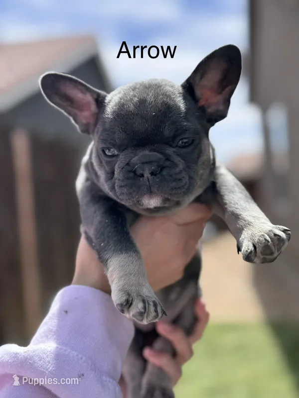 Arrow – French Bulldog puppy for sale in Adelanto, CA