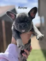 Arrow, a female French Bulldog for sale in Adelanto, CA – Photo 1 of 2