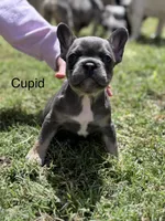 Cupid , a female French Bulldog for sale in Adelanto, CA – Photo 2 of 2