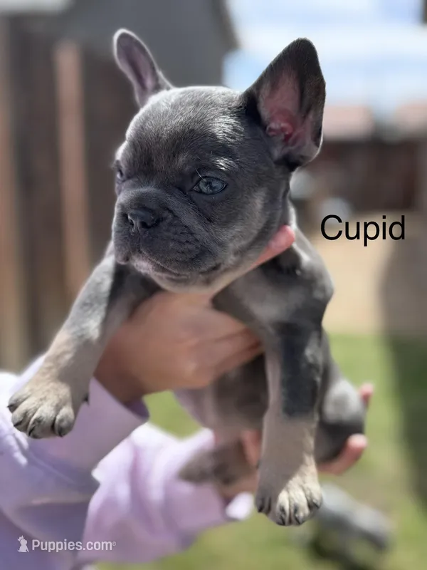 Cupid  – French Bulldog puppy for sale in Adelanto, CA