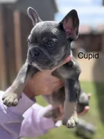 Cupid , a female French Bulldog for sale in Adelanto, CA – Photo 1 of 2