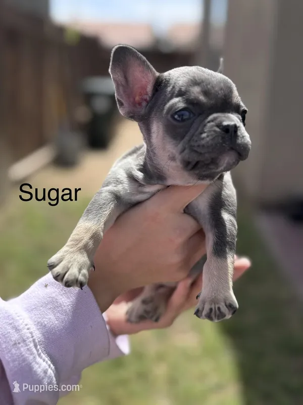 Sugar – French Bulldog puppy for sale in Adelanto, CA