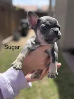 Sugar, a female French Bulldog for sale in Adelanto, CA – Photo 1 of 2