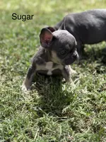 Sugar, a female French Bulldog for sale in Adelanto, CA – Photo 2 of 2