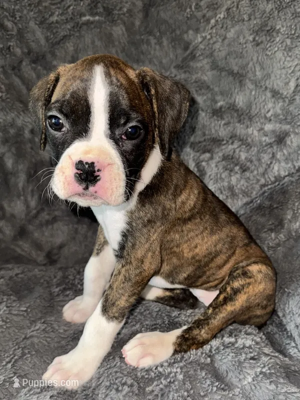 Female 1 – Boxer puppy for sale in Yakima, WA