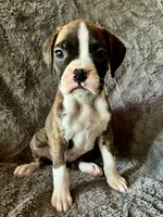 Female 1, a female Boxer for sale in Yakima, WA – 4 of 5