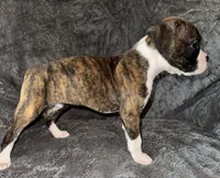 Female 1, a female Boxer for sale in Yakima, WA – 3 of 5