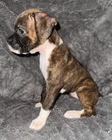 Female 2, a female Boxer for sale in Yakima, WA – 2 of 4