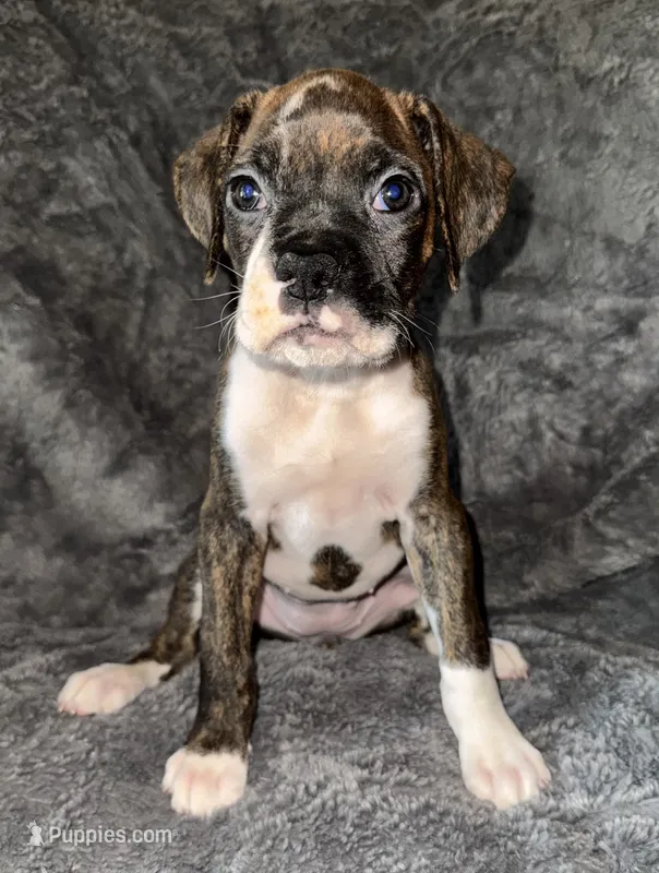 Female 2 – Boxer puppy for sale in Yakima, WA
