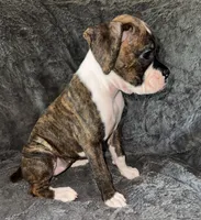 Female 2, a female Boxer for sale in Yakima, WA – 3 of 4