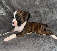 Female 1, a female Boxer for sale in Yakima, WA – 5 of 5